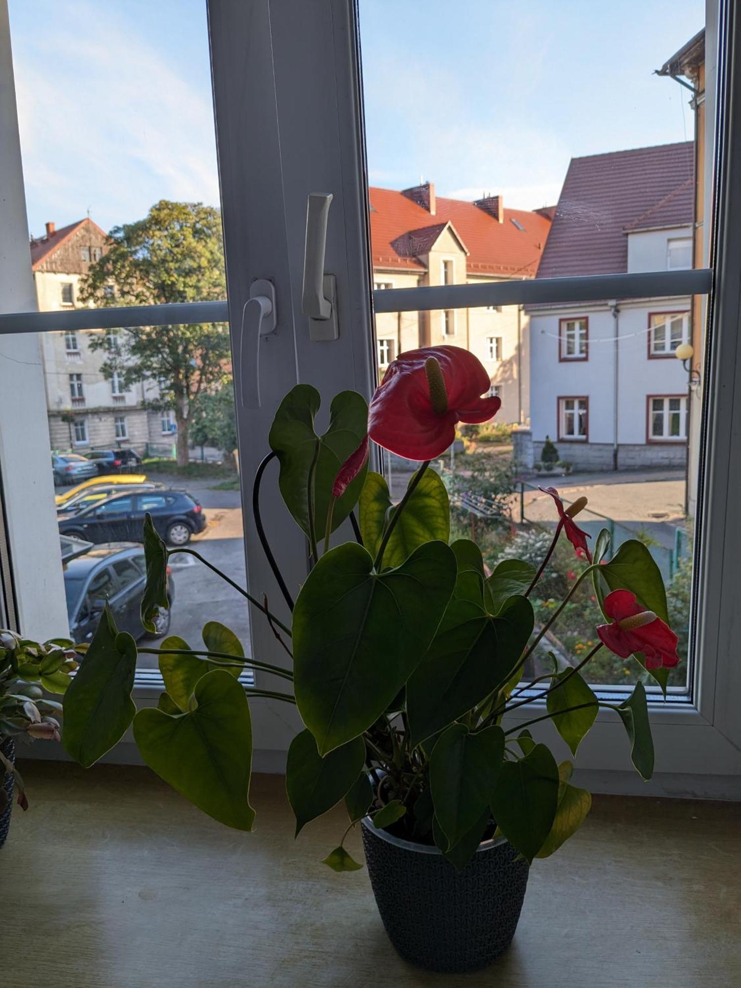 Apartament Na Klodzkiej Duszniki Zdroj Bagian luar foto